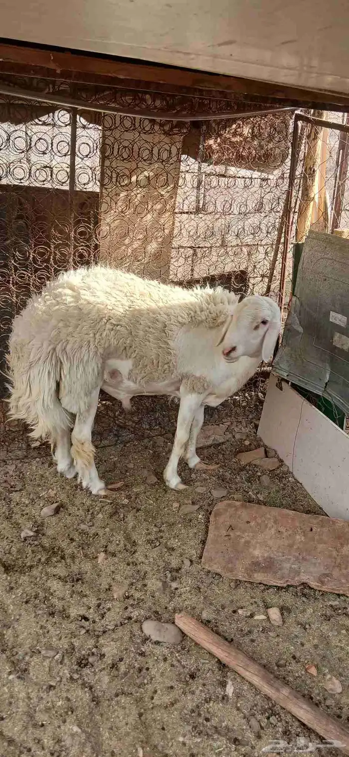 طلي حري صنف مشروط فحل 3