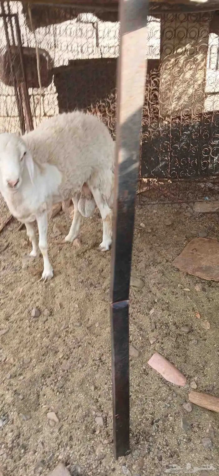 طلي حري صنف مشروط فحل 5