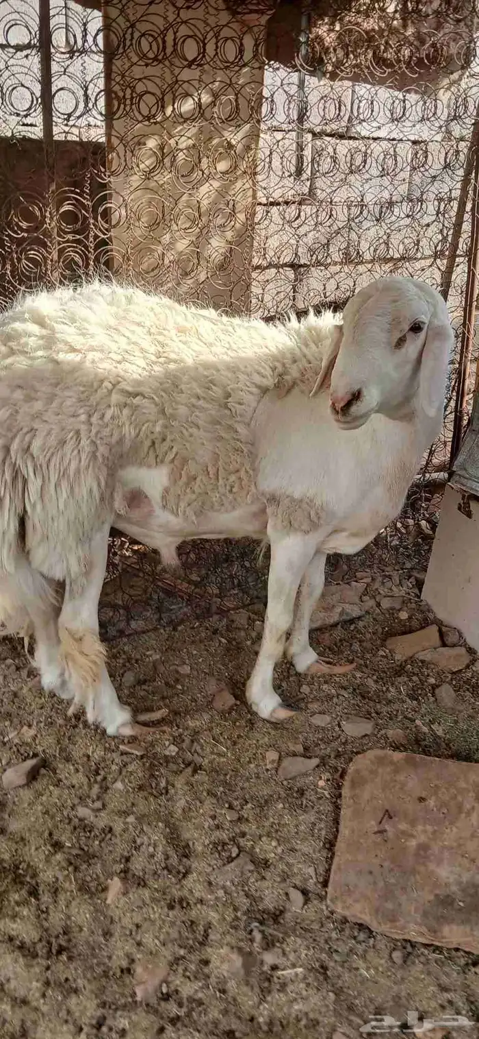طلي حري صنف مشروط فحل 0