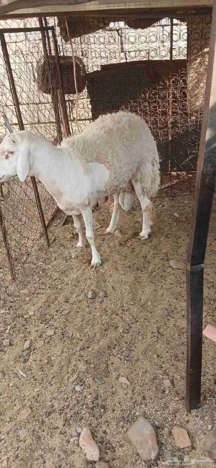 طلي حري صنف مشروط فحل 4