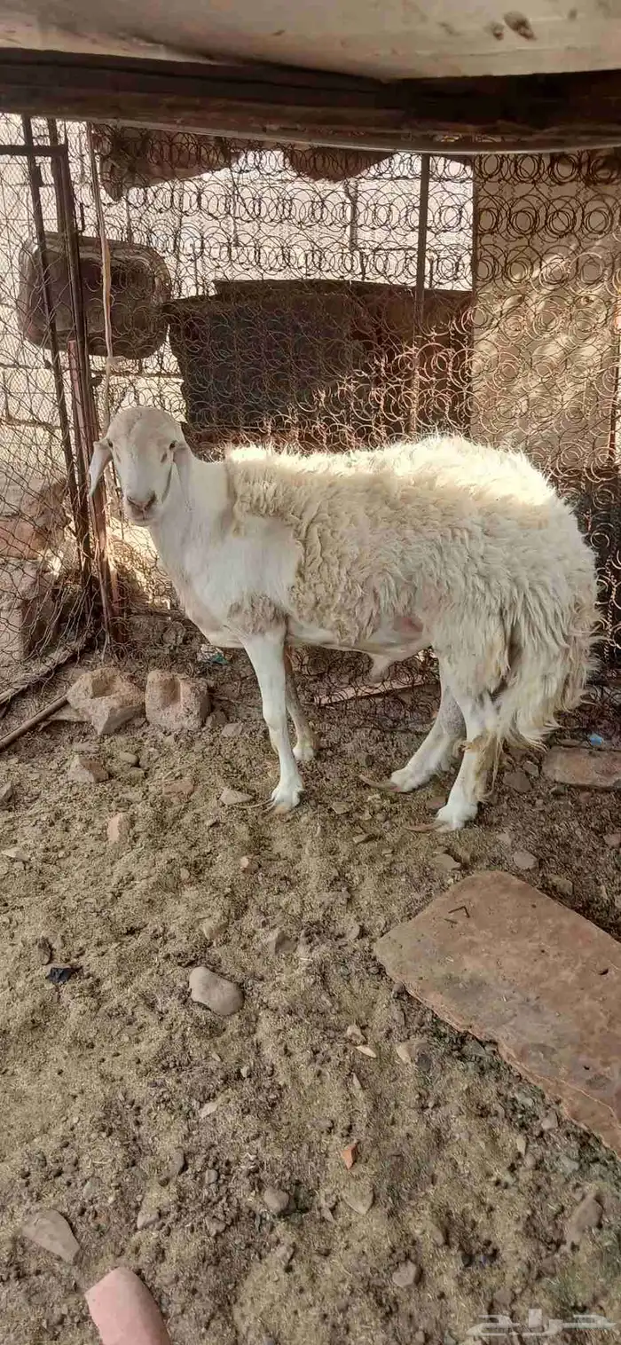 طلي حري صنف مشروط فحل 6
