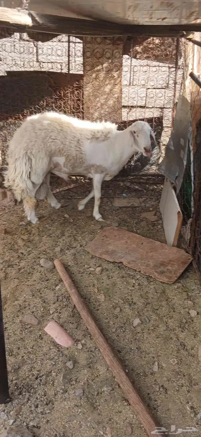 طلي حري صنف مشروط فحل 2