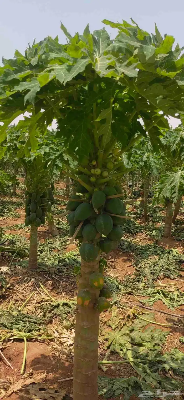 مشتل نسائم الربيع 1
