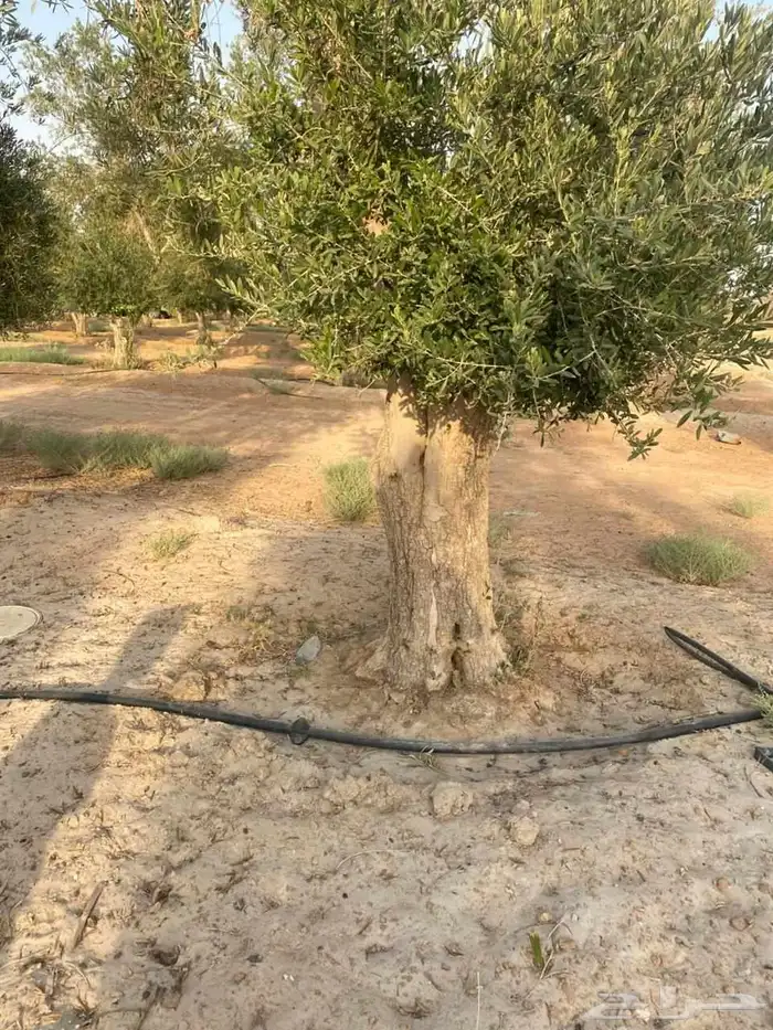 زيتون معمر للبيع 0