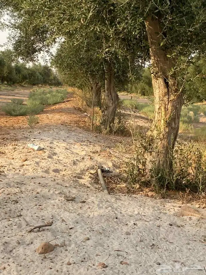 زيتون معمر للبيع 3