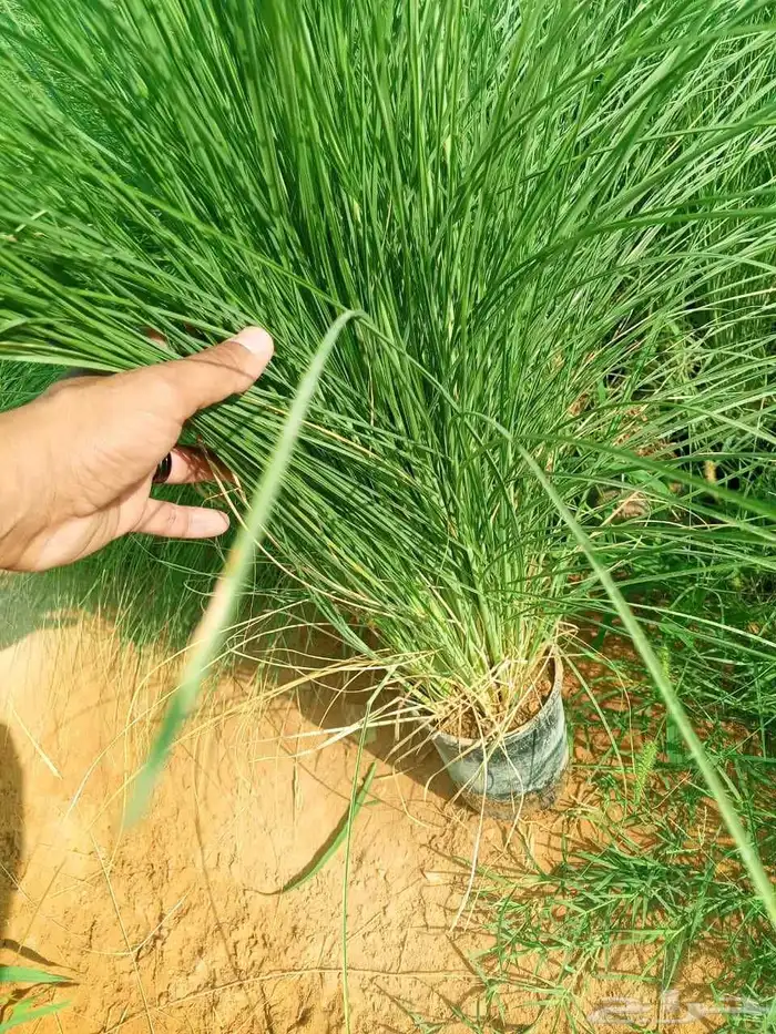 تنسيق حدائق 2