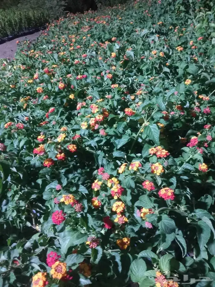 تنسيق حدائق 3