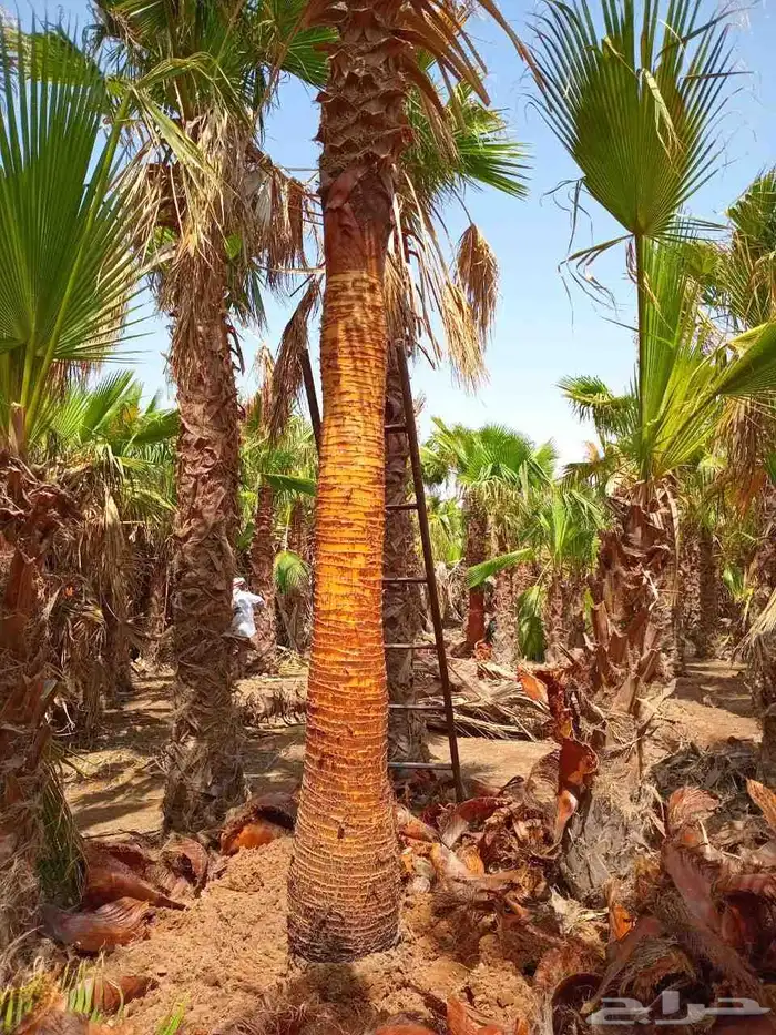 السلام عليكم ورحمه الله عندنا نخل طيب جميع النوائم مفكره 4