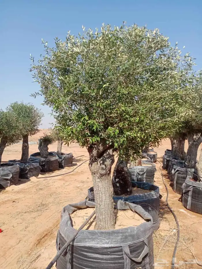 أشجار زيتون معمر 5