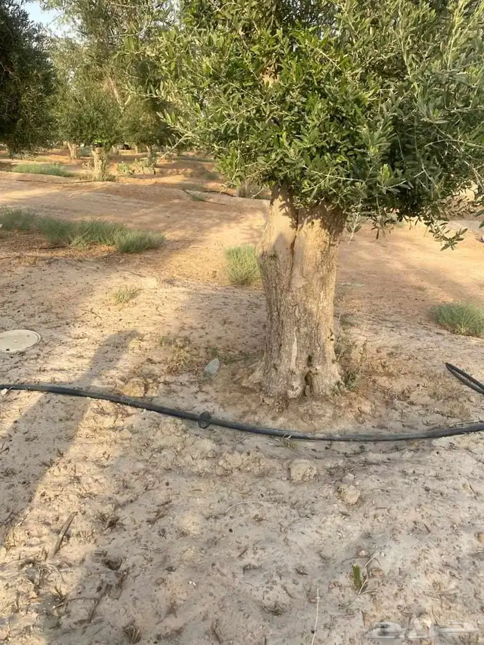زيتون معمر للبيع 1