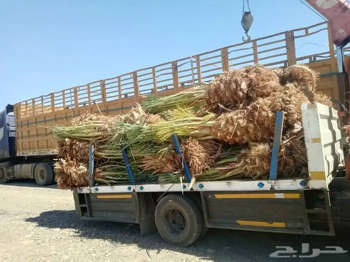 سلام عليكم زباينا الكرام يوجد لدينا نخل طيب 7