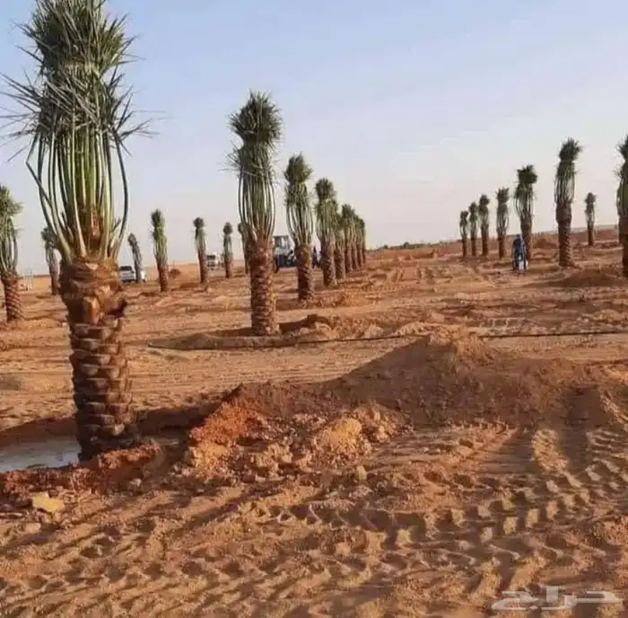 نخل للبيع العلا تبوك 1