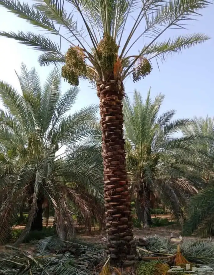 نخل بلدي 4
