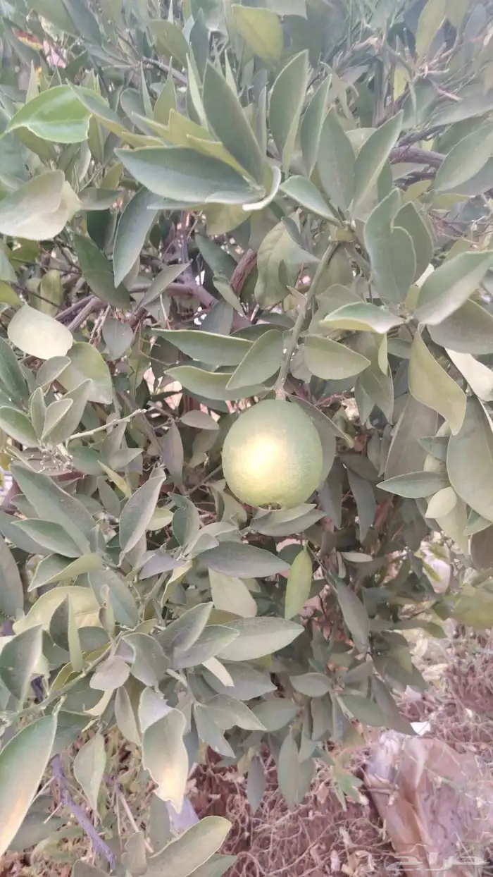يوجد لدينا حمضيات يوسف فندي ليمون برتقال بو صره تين رمان عنب 6
