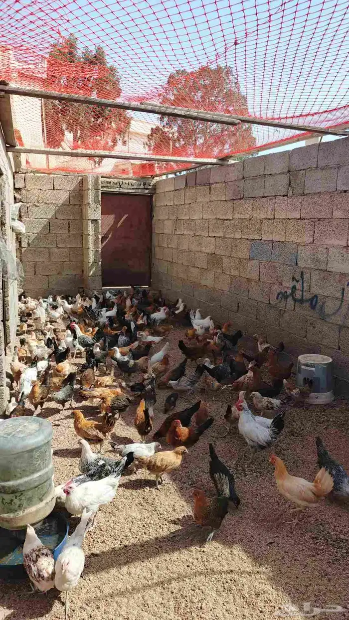 دجاج بلدي لبيع 3