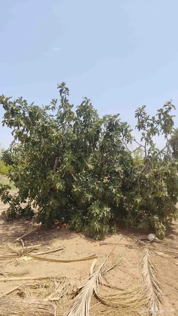 يوجد لدينا حمضيات يوسف فندي ليمون برتقال بو صره تين رمان عنب 8
