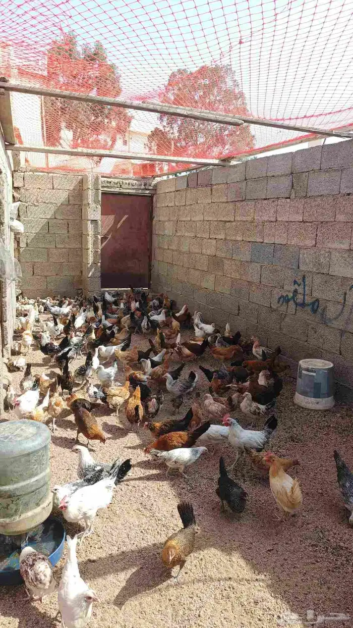 دجاج بلدي لبيع 4