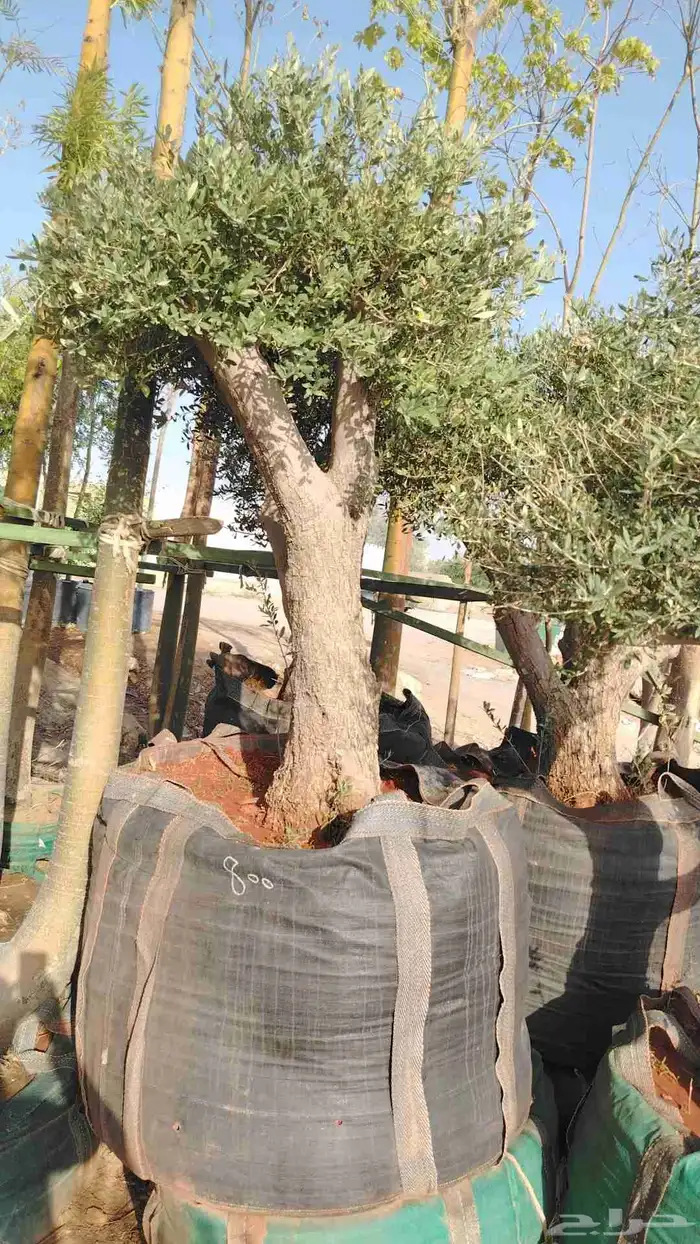 يوجد لدينا جميع أنواع أشجار الزيتون 5