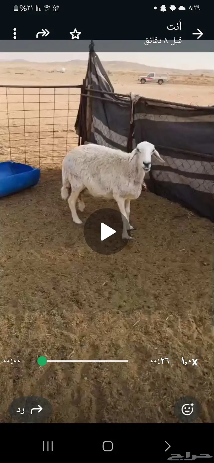 شاتين حريات احوالها وسط 2