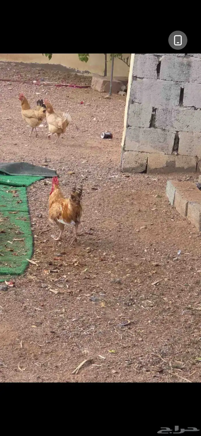 للبيع ديك عدد 3 0