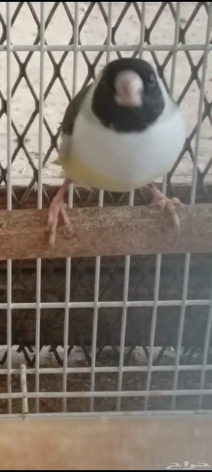 قولدن فينش 1