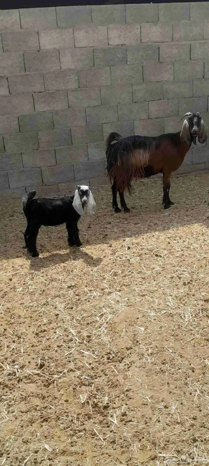 عنز والد في المجمعه 0