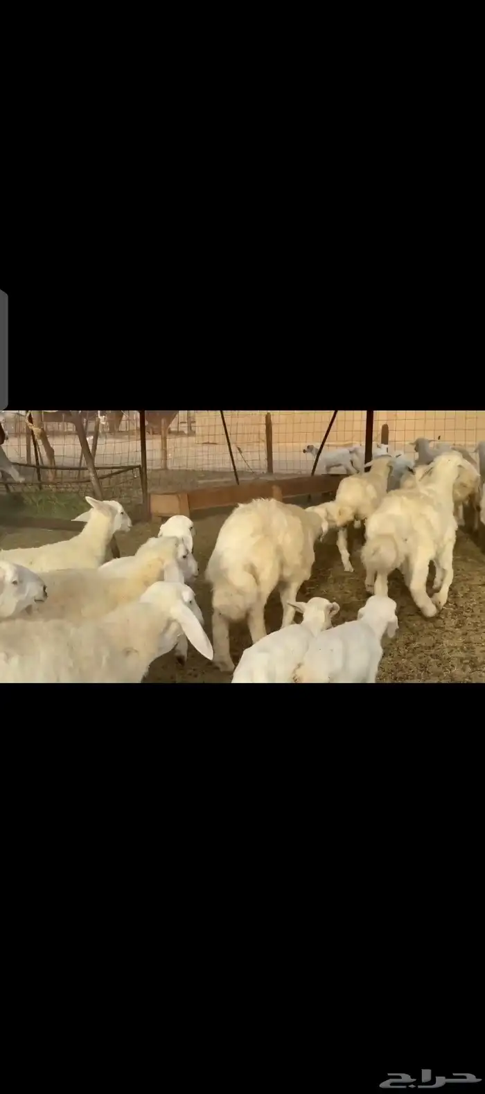 غنم حريات خلفات 5