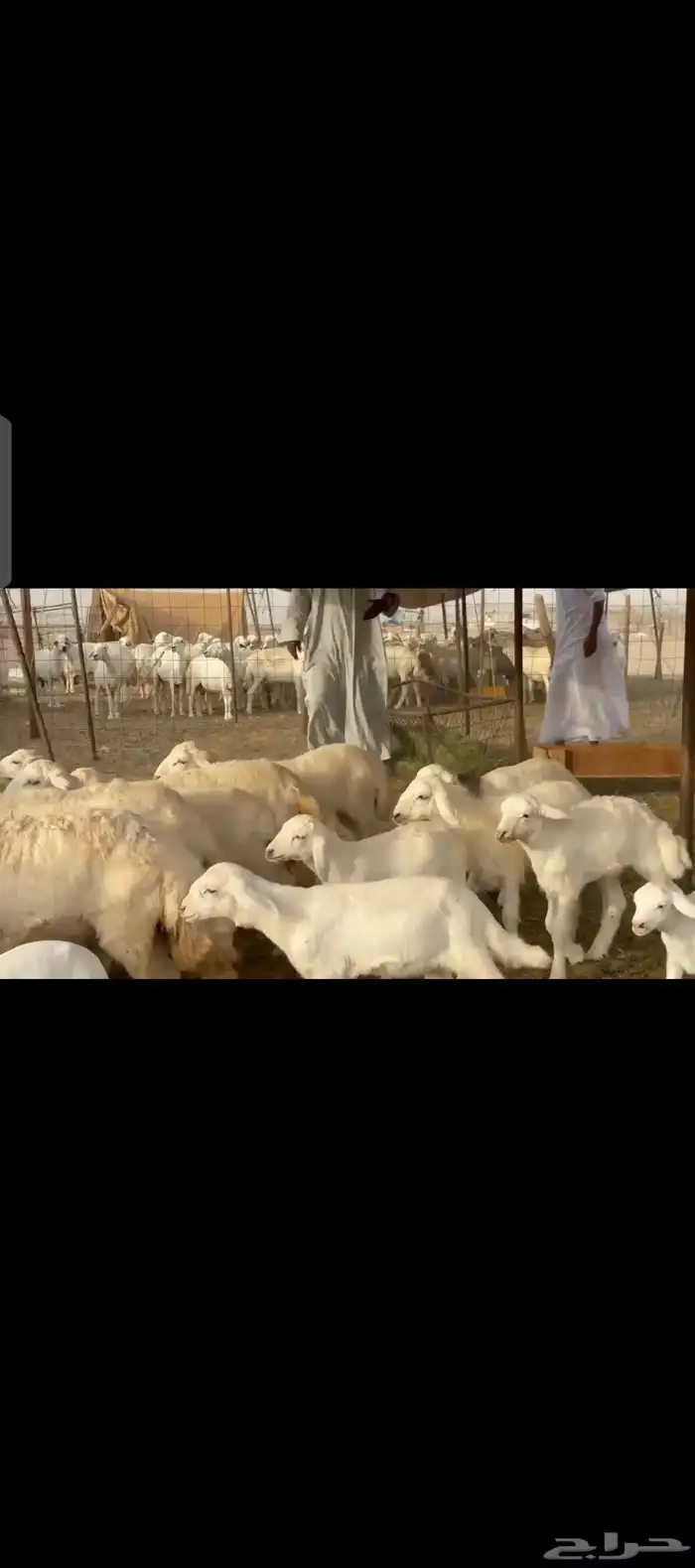 غنم حريات خلفات 6