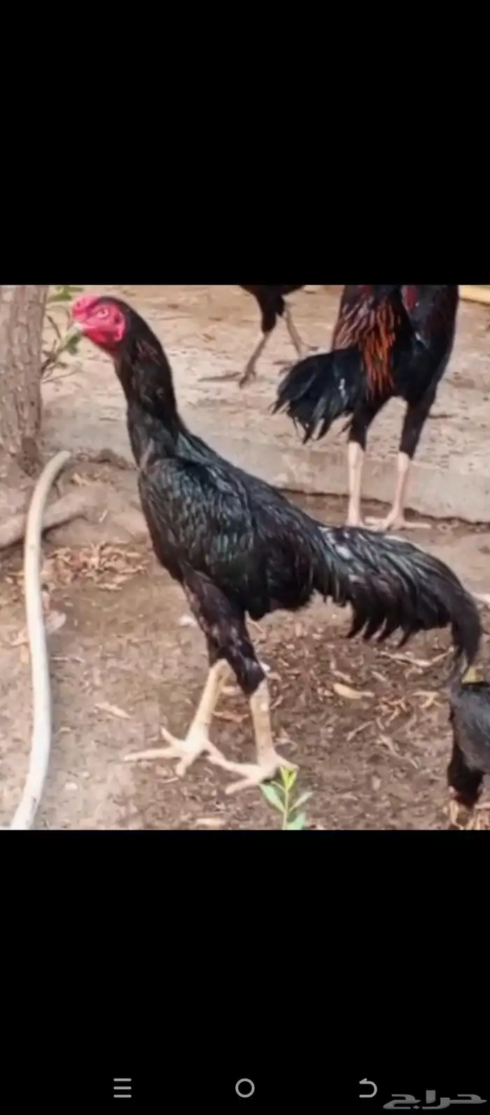 ديك شامو الماني دم هزاز 0