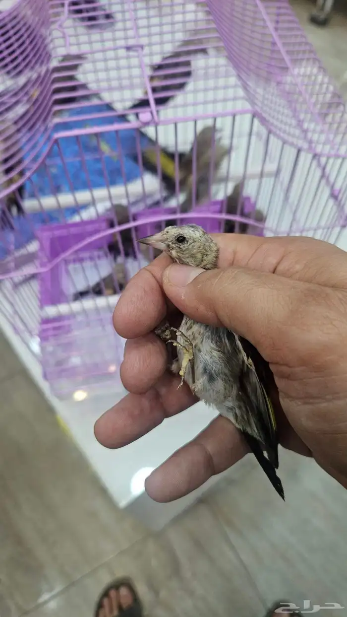 حسون فراخ 0