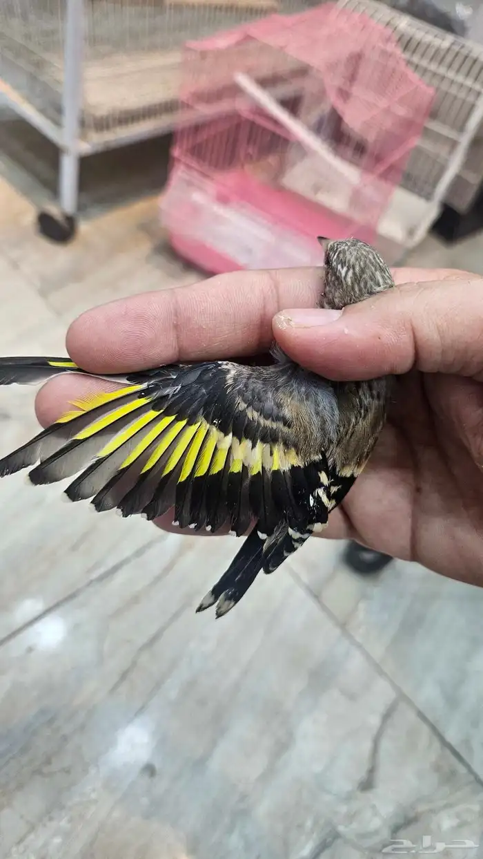 حسون فراخ 1