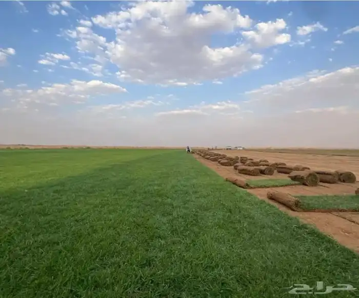 تنسيق حدائق وتركيب جميع انواع الثيل الصناعى والطبيعى 0