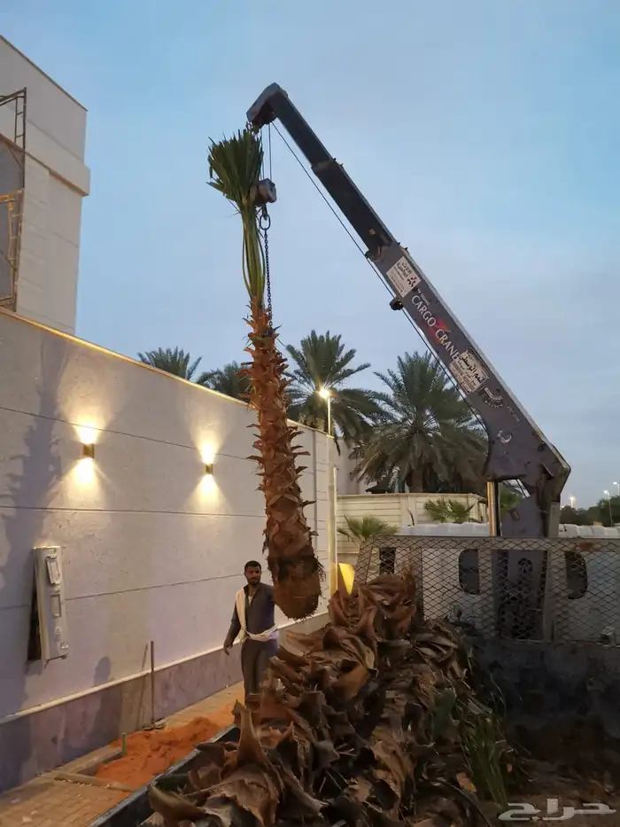 نخل نخيل واشنطن وحديقه 3