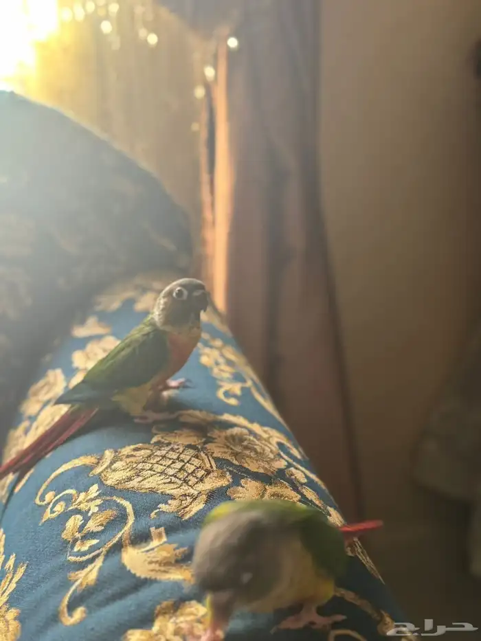 طير كنيور أليف 2