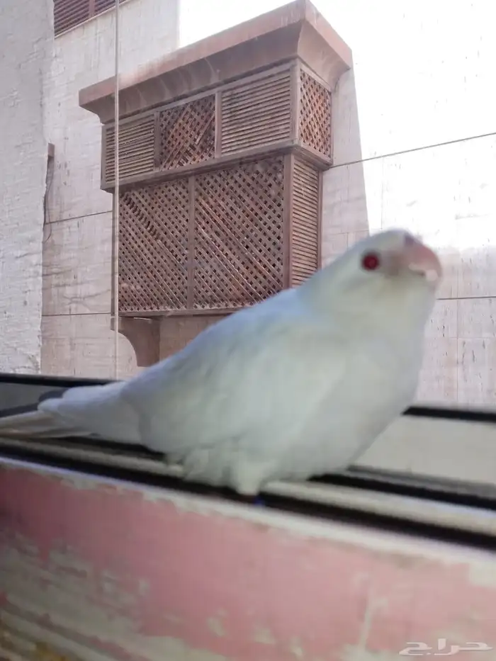 بغبغاء الكروان 1