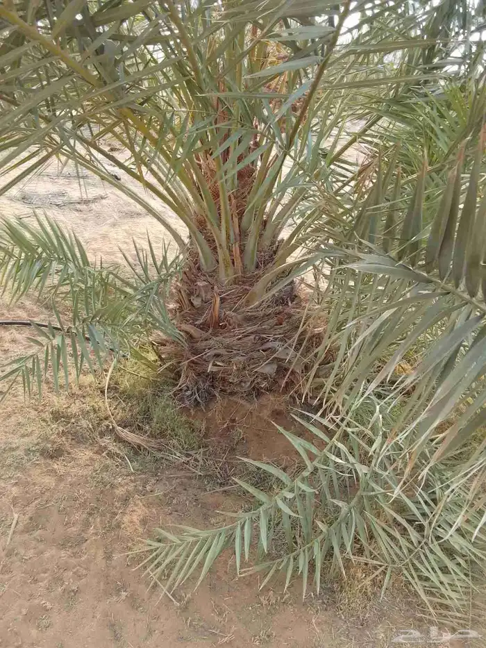 نخل للبيع لجميع مناطق المملكة 0