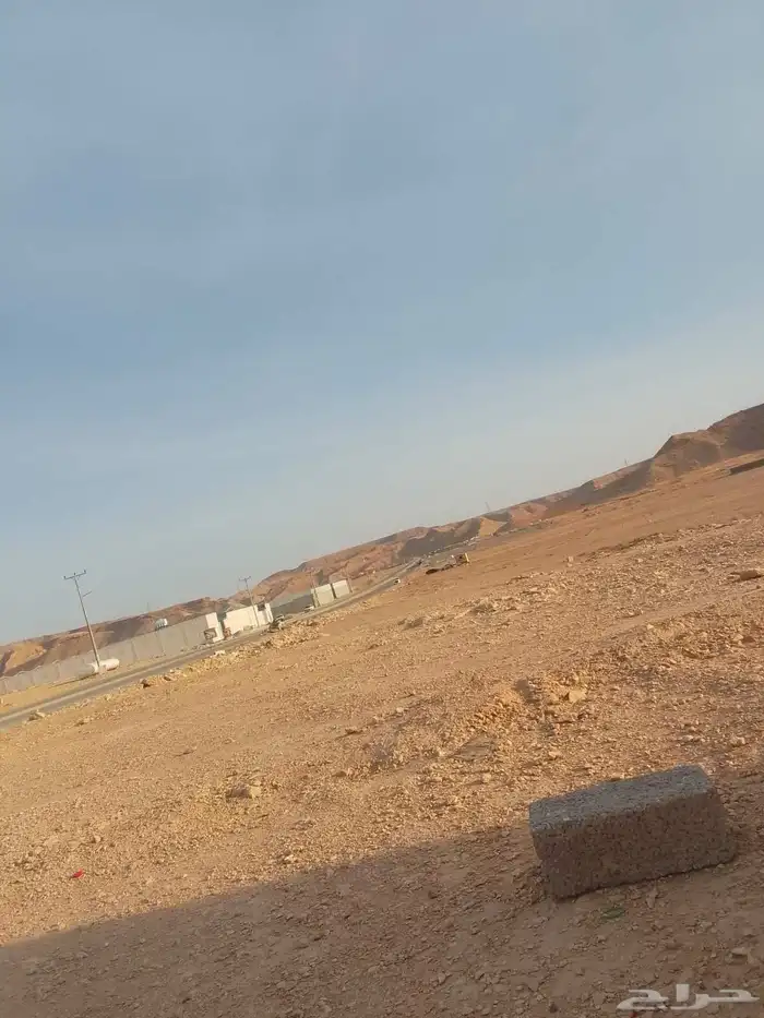 نخل للبيع لجميع مناطق المملكة 2