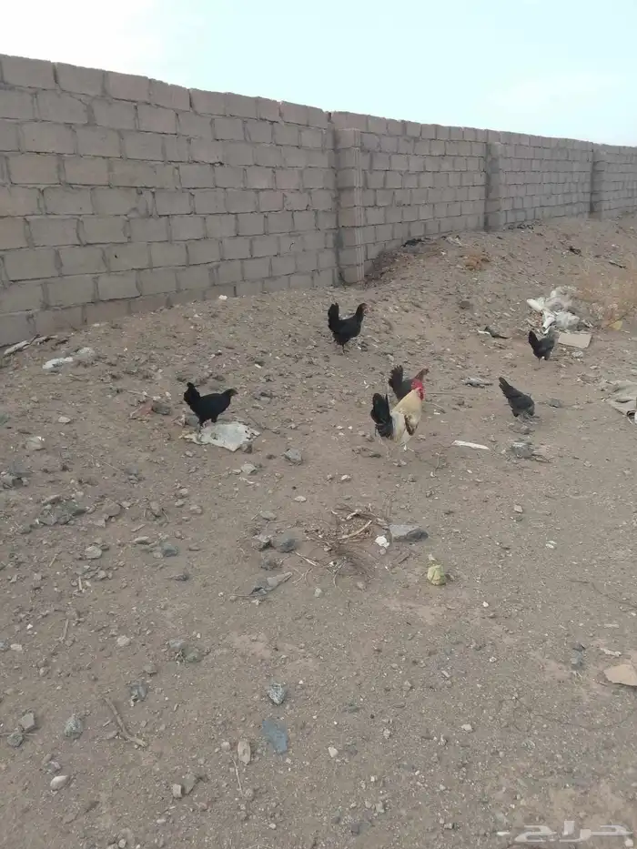 دجاج بلدي 5 دججات و ديك 4