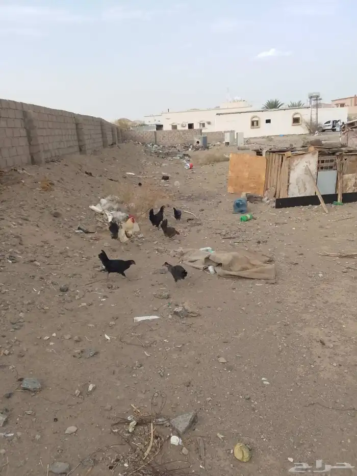 دجاج بلدي 5 دججات و ديك 0