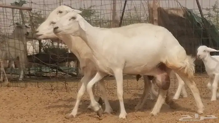 غنم حرية خلفات زينة ضان صنف وجروم 12