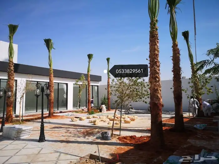 نخل نخيل واشنطن وحديقه 0