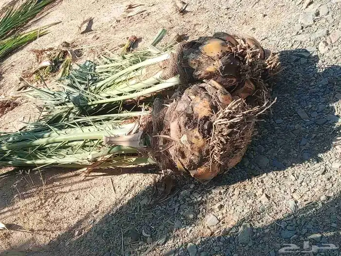 سلام عليكم زباينا الكرام يوجد لدينا نخل طيب 0