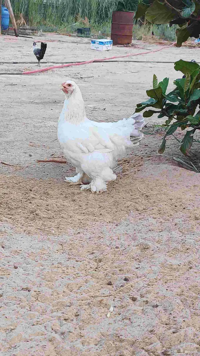 دجاج براهمه 2