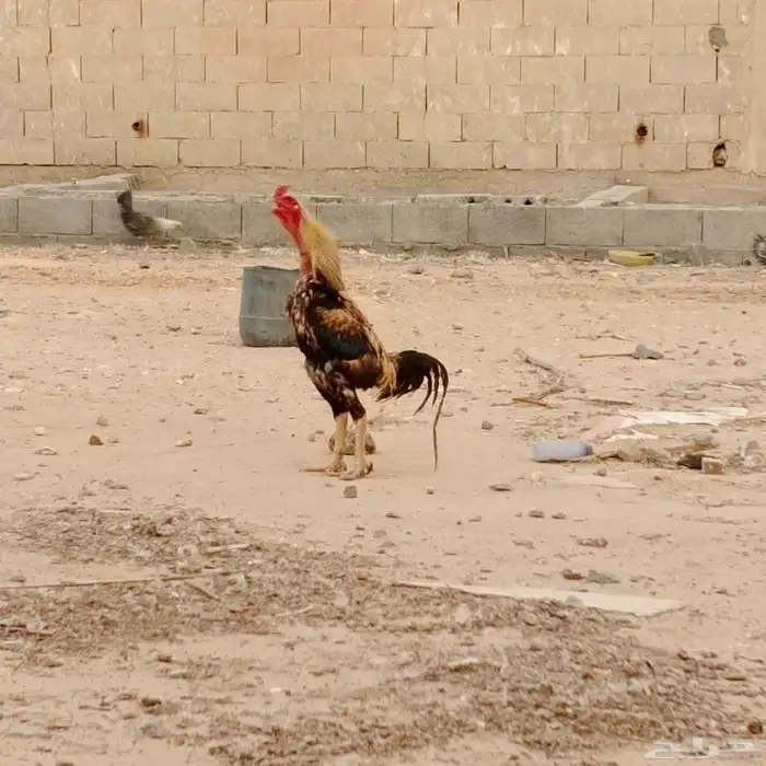سلام عليكم للبيع دجاج بياض شرط الموقع القريات في فراريج وفي 0