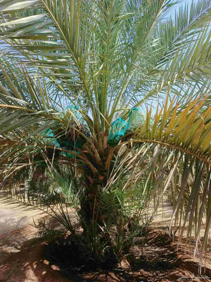 ثمرة مزرعه خضري للبيع 4