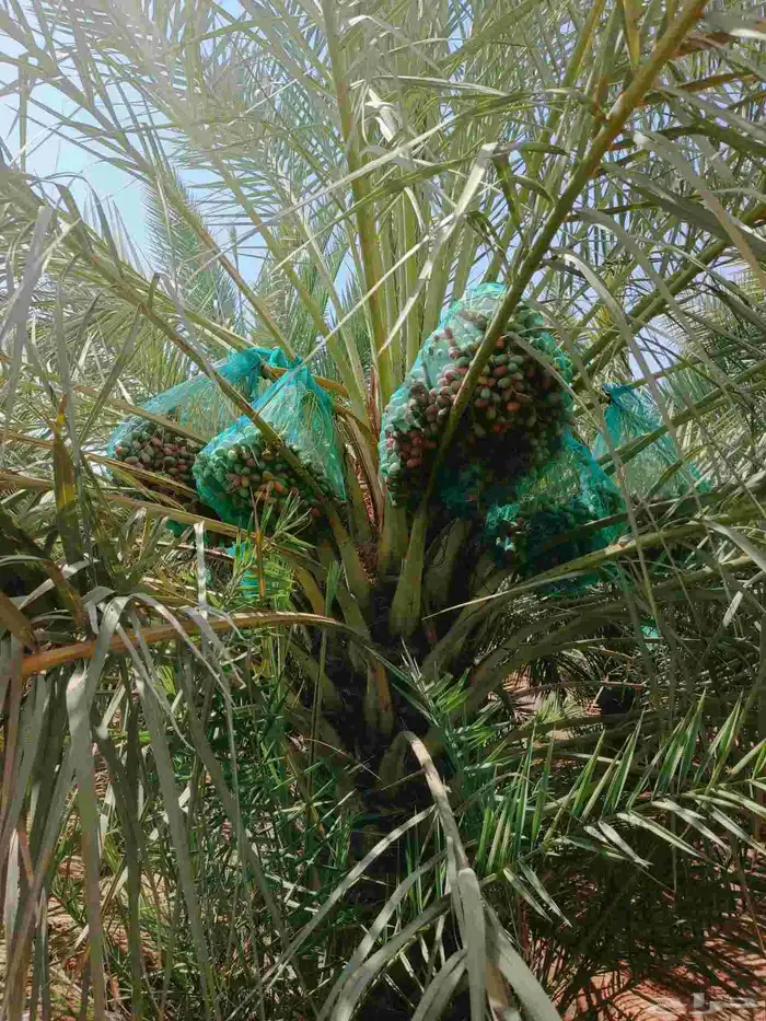 ثمرة مزرعه خضري للبيع 1