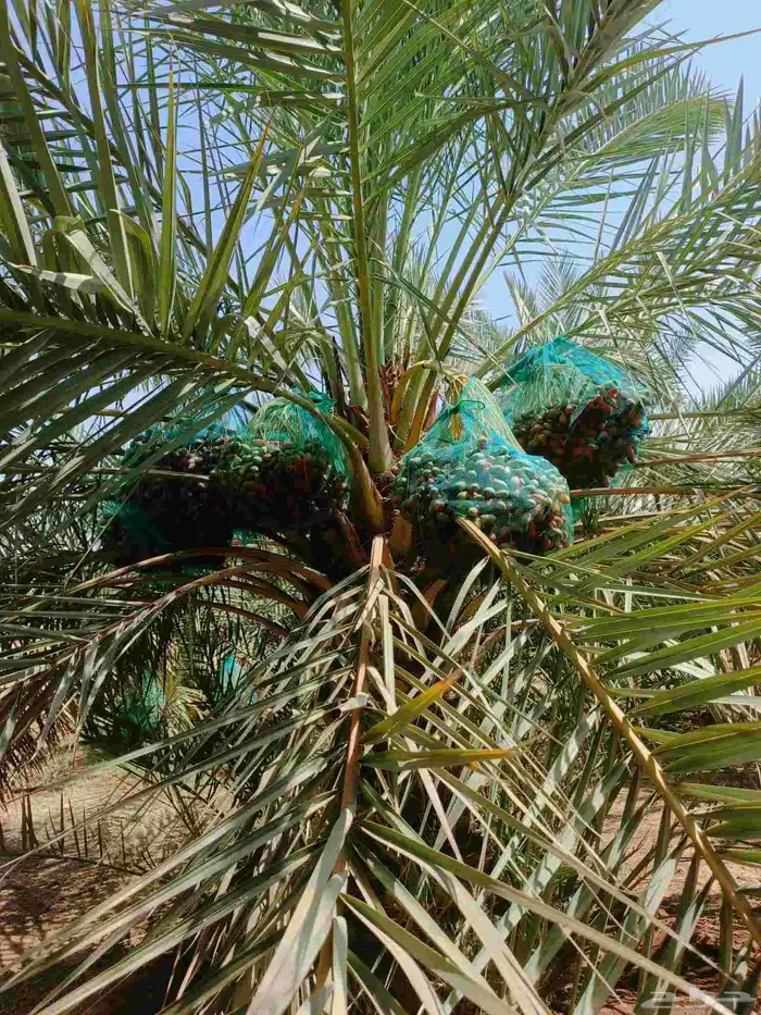 ثمرة مزرعه خضري للبيع 0