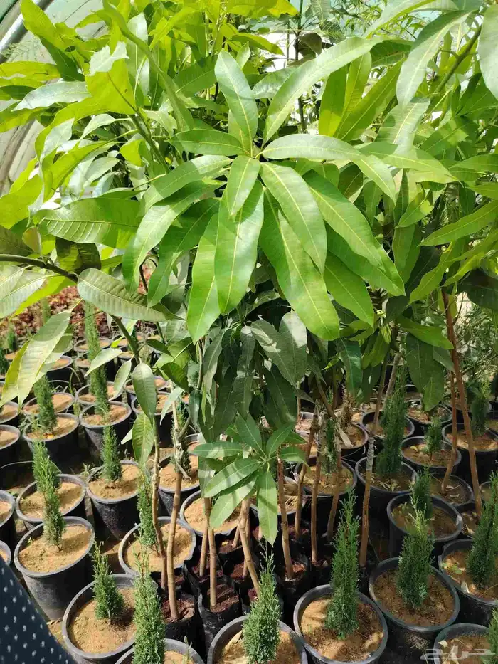 مشاتل الناصريه تبوك طريق المدينة 0