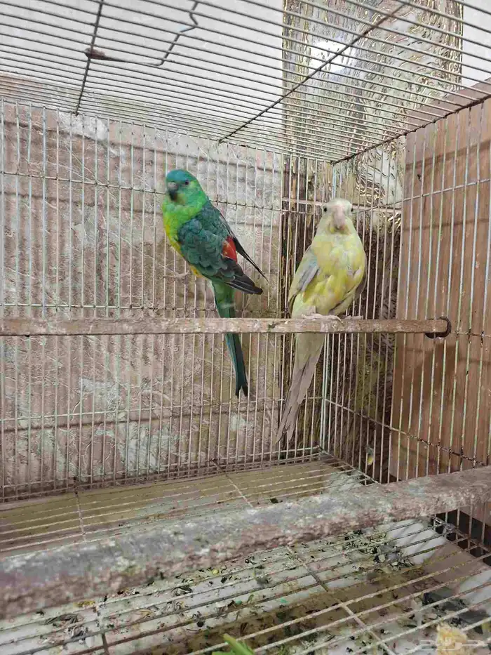 زوج براكيت منتج 1