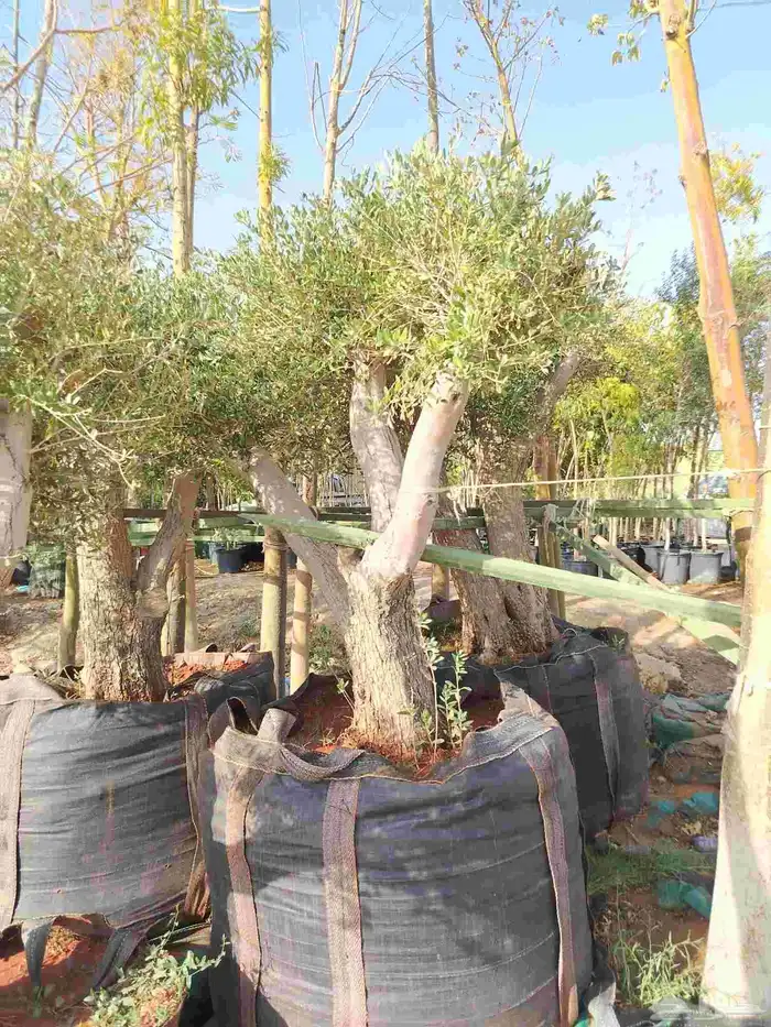 يوجد لدينا جميع أنواع أشجار الزيتون 7